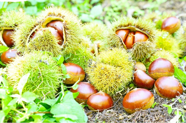 秋の味覚「北摂栗」の収穫 始まる / 兵庫県川西市