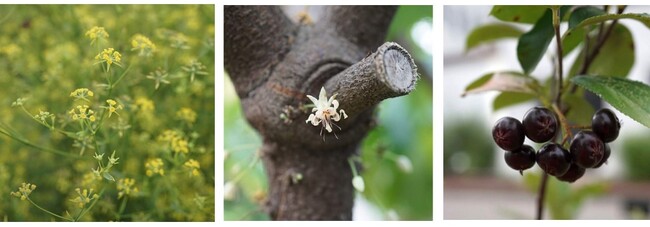 【摂南大学】１０月１９日、「秋の薬草見学会」を開催