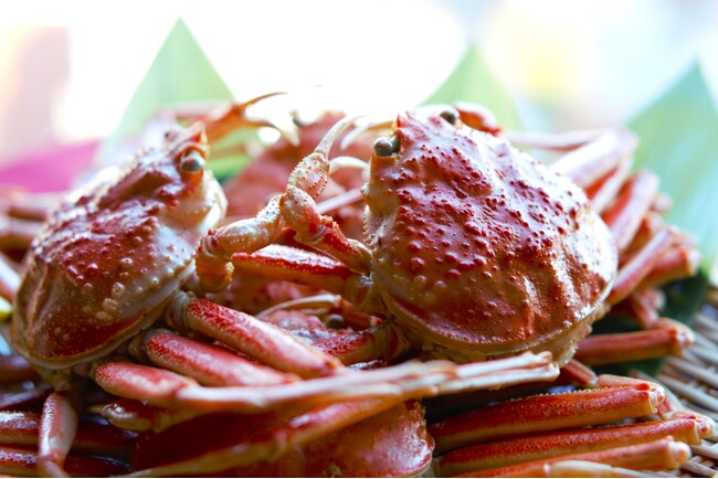 アミューズからメインディッシュまで4品すべて香箱ガニ料理！贅を極めた「香箱ガニづくしのディナーコース〈極〉」付き宿泊プランの予約受付を開始