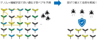 生物多様性の力で虫害を防ぐ〜混ぜて植えるべき植物の遺伝子型ペアをゲノム情報から予測〜