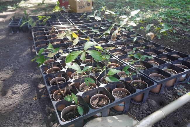 DATAFLUCTとクレディセゾンが提携発行する、CO2排出量を可視化できるクレジットカード「SAISON CARD Digital for becoz」赤城自然園にて移植樹実施