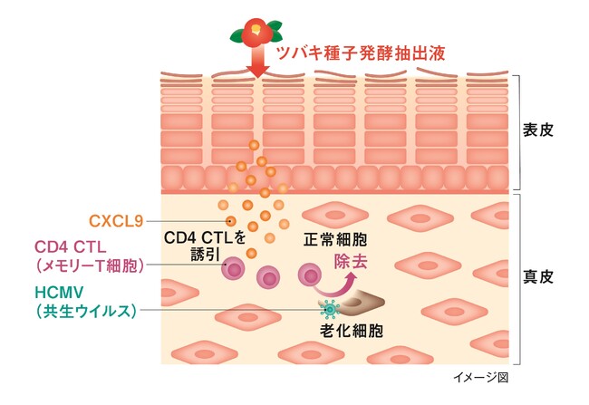 資生堂、世界初、ツバキ種子発酵抽出液に老化細胞を除去する免疫細胞を誘引する因子の発現促進効果を発見　～皮ふの老化予防に関わるCD4 CTL（メモリーT細胞）とそのメカニズムに着目～