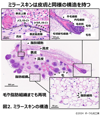 iPS細胞から一人ひとりの個性を反映した皮膚を作製することに成功　究極のテーラーメイド化粧品の創出を目指す