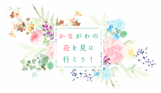 県内の魅力的な花スポットを紹介するウェブページ「かながわの花を見に行こう!」を開設します!