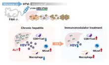 【大阪大学】免疫を標的としたB型肝炎の創薬へ　B型肝炎慢性化に関わる免疫の変化を発見　―TLR7を標的とした治療開発に期待―