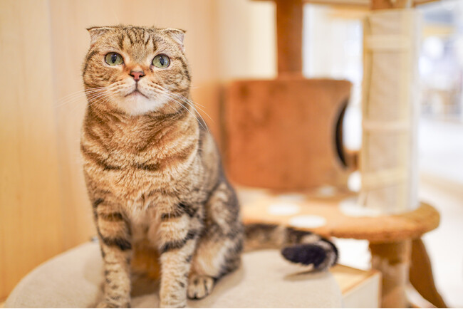動物たちを見て、ふれて、感じる！ネコカフェ『Cat Cafe MOFF イオンモール熊本店』OPEN！