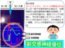 自律神経が副交感神経が優位な状態に。一粒の涙を流すだけで一週間ストレス解消効果が持続。