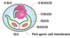 植物の精細胞を覆う膜の統一名称を決定