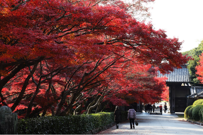 今こそ行こう山口!毛利氏庭園の紅葉と瑠璃光寺五重塔ツアーのお知らせ