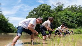 ▲パンツェッタ・ジローラモ氏と共に行った今年7月の田植えの様子