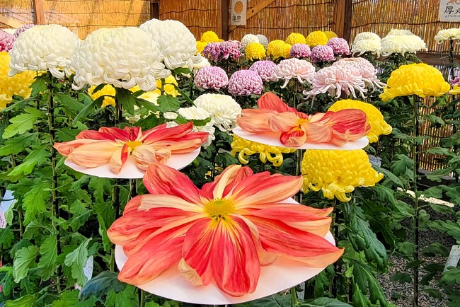 横浜・三溪園 県内トップクラスの技術師が集う「菊花展」を開催(10/26~11/24)