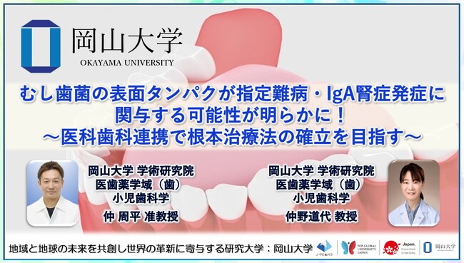 【岡山大学】むし歯菌の表面タンパクが指定難病・IgA腎症発症に関与する可能性が明らかに！～医科歯科連携で根本治療法の確立を目指す～