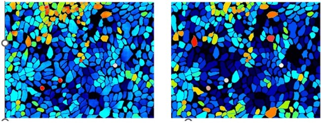 【ファンケル】生きた細胞内のタンパク質発現量を推定するAI技術を開発