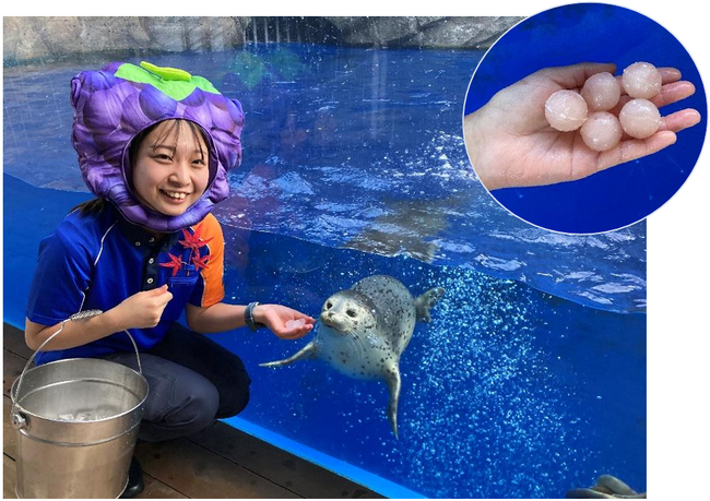 【上越市立水族博物館うみがたり】ゴマフアザラシ　秋の味覚狩り！【令和６年１１月２日（土）～１１月２４日（日）　土日・祝 限定】