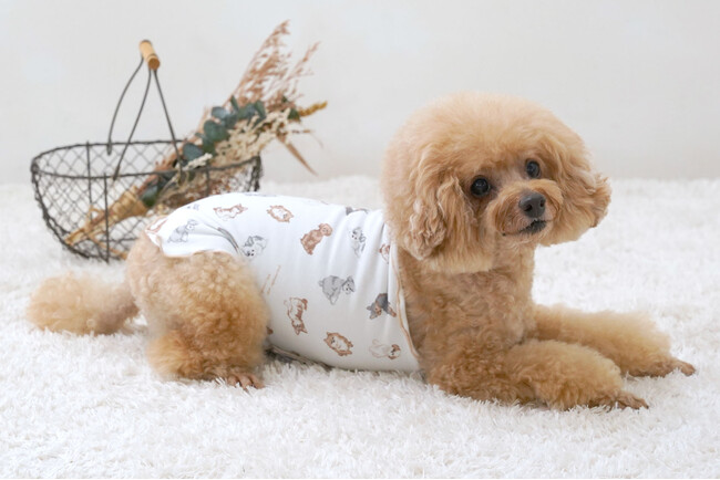 【愛犬の快適な冬をサポート！】　　『ペットパラダイス』からシニア犬にも優しいお腹を温める新商品「ペティヒート腹巻」販売開始