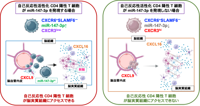 病原性 CD4 陽性 T 細胞に発現するマイクロRNAがケモカイン受容体の発現を制御し、自己免疫疾患発症に関与