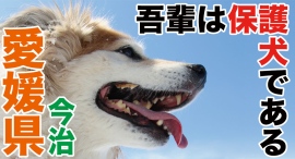 四国へ！！愛媛県で全国で話題騒然のドキュメンタリー映画『吾輩は保護犬である』を11月10日(日)に上映！犬系人気ユーチューバー・ポチパパも参上！