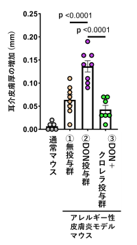 【麻布大学】ヤエヤマクロレラの摂取が、マイコトキシンの一種であるデオキシニバレノールにより増悪する皮膚アレルギー症状を軽減する可能性を示す研究結果を確認