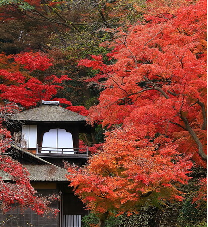 横浜・三溪園 紅葉の遊歩道開放とライトアップを開催