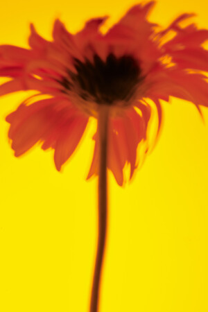 「Forget-me-nots」 が、個展“FlowErs foR yOur soUl” を開催