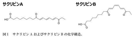 【名城大学】スイゼンジノリ由来の紫外線吸収物質「サクリピン」の新たなスキンケア作用を発見