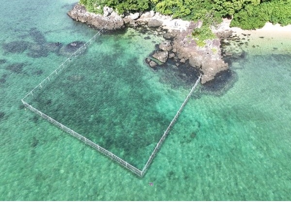沖縄県初!絶滅危惧種の海草の再生プロジェクトが評価