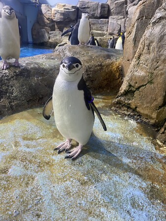 【横浜・八景島シーパラダイス】東日本で唯一の展示！黒いヒゲ模様が特徴なペンギンが仲間入り！ヒゲペンギン 展示スタート【２０２４年１１月９日（土）～】