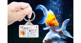 【ギョギョッ!?】愛魚用IDカード型グッズ「サカナンバー迷子札」をリニューアル！