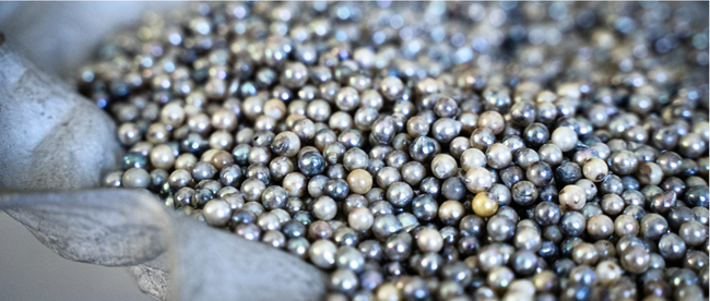 あこや真珠を使用したアート作品の制作クリエイターを11月15日（金）より募集開始