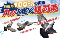 鳩が寄り付かなくなる「ハト用忌避剤PT-1」が10月にリニューアル　自然由来の成分で、人やペットへの影響が少なく安心して使用可能