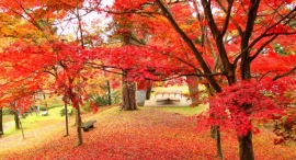 五泉は秋色に染まっています！秋を満喫！紅葉と秋の味覚イベント満載