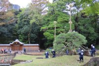 冬の庭園を飾る庭師の技を実演！小石川後楽園で伝統技能見学会「松の雪吊り」11月16日(土)開催