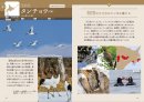 北海道 タンチョウ 北海道 タンチョウ