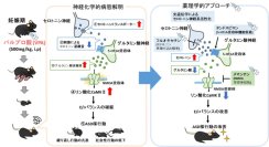 セロトニンとグルタミン酸の相互作用による自閉スペクトラム症の新たな病態メカニズムを解明