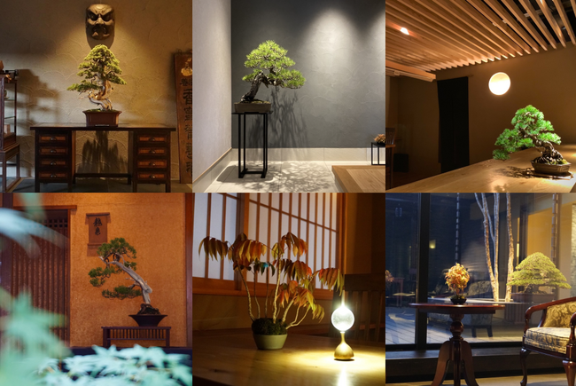 盆栽レンタルの新サービス「BONSAI LUXE(盆栽ルクス)」開始