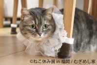 2年ぶり福岡上陸！年末年始の「ねこ休み展」は笑いと癒しが満載♪初上陸のスター猫作品や限定グッズも盛り沢山で12/14(土)～開催