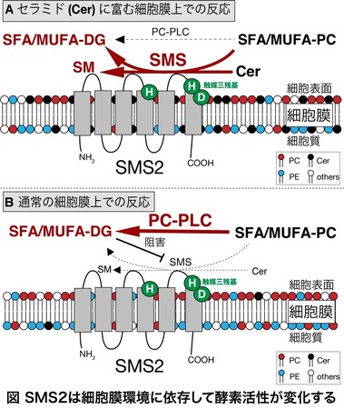 生理活性脂質代謝酵素SMS2の新たな機能を発見～特定の脂肪酸を持つリン脂質を代謝し生理活性脂質を産生する～