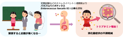 パラプロバイオティクス(殺菌乳酸菌EC-12)の摂取により、緊張に伴う消化器症状の不調を予防