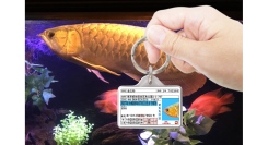 【ギョギョッ!?】愛魚用身分証明書型グッズ「愛魚免許迷子札（キーホルダー）」をリニューアル！