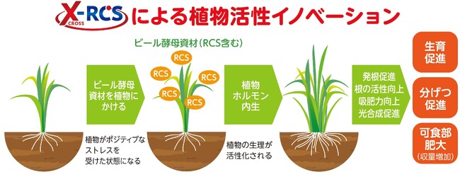 ビール酵母細胞壁由来の農業資材の“植物活性メカニズム”解明へ