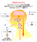 かぜのメカニズム