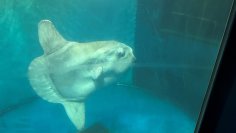 越前松島水族館　　マンボウ死亡について