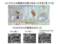 【名古屋大学】ヘビの怖さはウロコのせい⁉　～ヘビのウロコを着たイモリは、ヘビと同じかそれより早く見つかる～