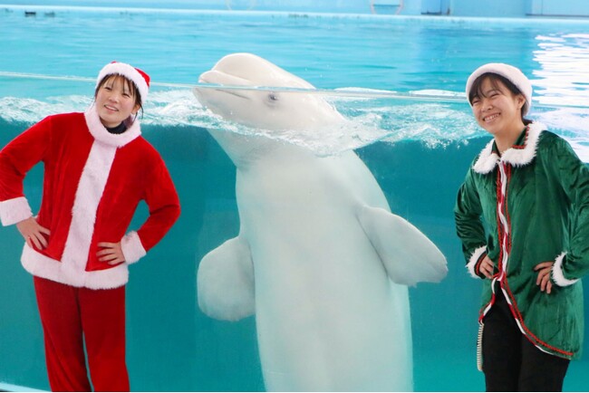 【横浜・八景島シーパラダイス】生きものたちによるクリスマス限定イベント開催！SEAPARADISE Christmas～シーパラからのクリスマスプレゼント～