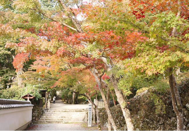 高槻市の名所「神峯山寺」で紅葉の便り