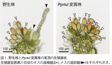 ヒメツリガネゴケをモデルとしてメスの生殖器官発生を運命づける転写因子PpRKDの同定に成功