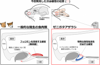 【東京農業大学（共同研究）】アザラシではフェロモンの受容器官が特殊な粘液の分泌器官に変化していることを発見