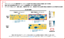 食べなくてもマーガリンの食感がわかる！マーガリンの食感を左右する乳化状態などの微細構造を定量的に評価する解析技術の開発