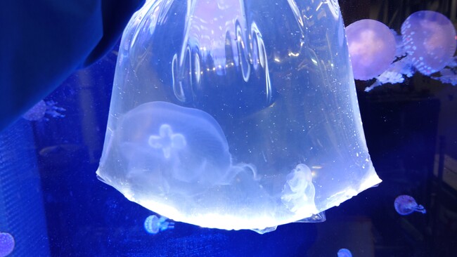 サンシャイン水族館 “クラゲの展示水槽 デビュー2024”＊育てたクラゲの展示（海月空感「クラゲパノラマ」水槽）：12月13日～／2025年1月17日～＊