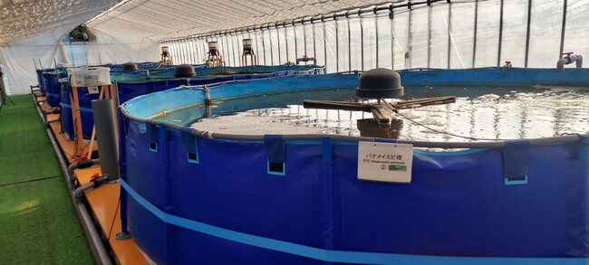 アイエンター、ホテル三日月のエビ養殖場で「AI魚体サイズ測定カメラ」の実証実験を開始